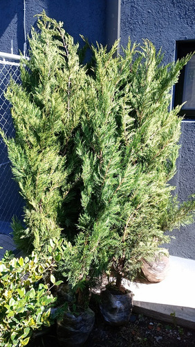 Pino Cipres Leylandii Grande 1,80 M Cerco Vivo Anti Hormigas 1.60 A 1.80 Cm