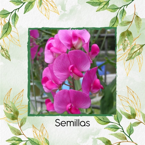 8 Semillas De Flor Guisante De Olor + Obsequio Germinación | MercadoLibre 8 Semillas De Flor Guisante De Olor + Obsequio Germinación | MercadoLibre