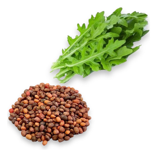 Semillas De Arúgula Para Cultivo