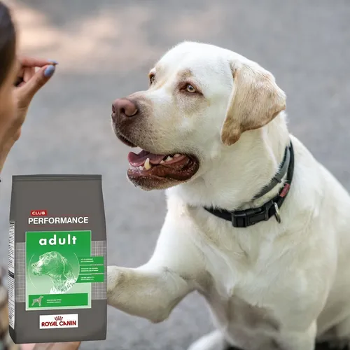 Royal Canin Performance Dog Adulto 20 Kg El Molino Env o gratis