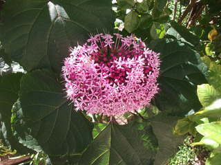 Planta Hortensia Disciplinada 
