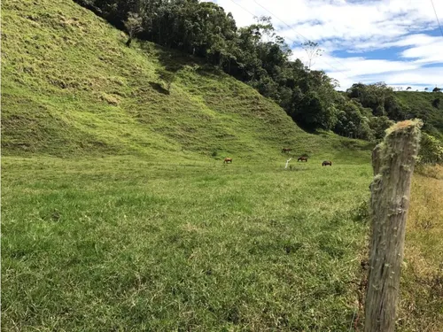 Vendo Fk 400 Cuadras Aptas Para Hass Pueblo Rico (risaralda)