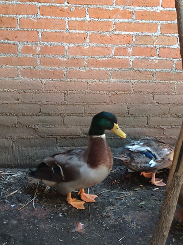 Patos