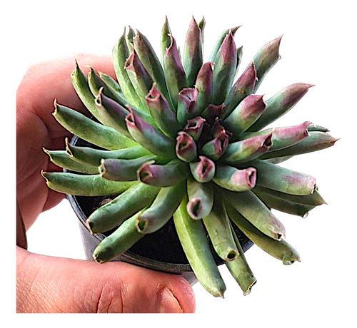 Suculenta Sempervivum Tectorum Oddity