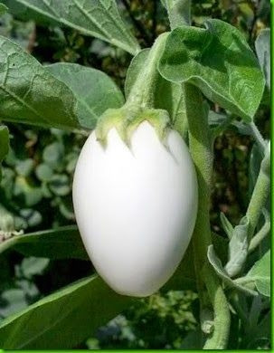 Planta Ovo -  Planta De Ovos - Solanum Ovigerum Sementes