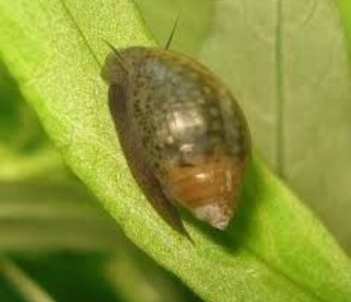 Caracoles Para Acuario!! X5(physella Acuta)