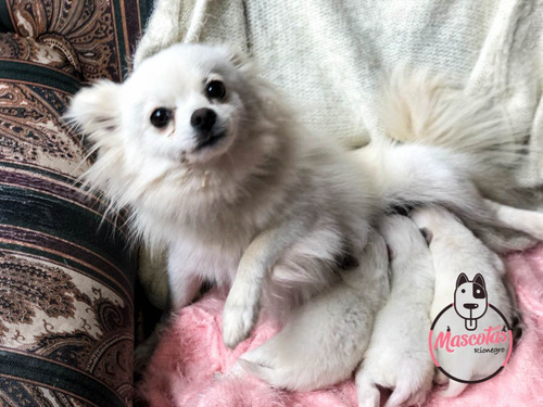 Imagen 3 de 3 de Espectaculares Cachorros Pomerania Blancos Precio