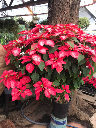 Imagen 4 de 7 de Flor De Noche Buena