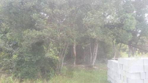 Imagem 2 de 4 de Terreno Balneário Tupy Itanhaém 100 Mts Da Rodovia.