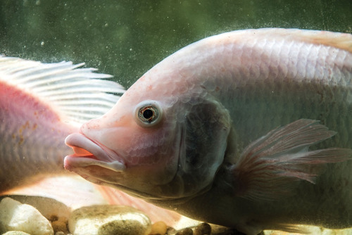 Peces Tilapia