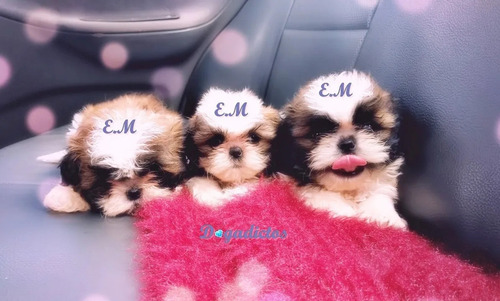 Preciosa Shitzu Cachorra Pura Shih Tzu Shihtzu Bella