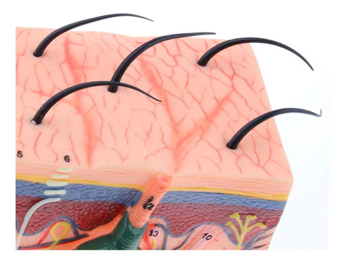 Modelo Textura Pele Humana Anatomia Epiderme Tecido Dérmico
