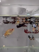 Comprar Peixe Betta De Linhagem Fêmea Fancy