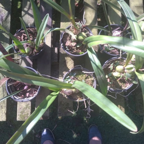 Orquídea Coleção Encyclia Osmanta X Encyclia Cordigera