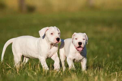 Dogo Argentino Filhotes