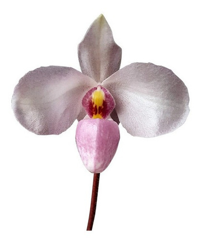 Orquídea Sapatinho Paphiopedilum Delenatii Planta Adulta