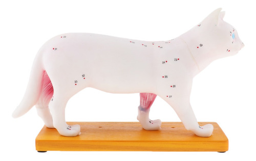 Imagem 7 de 10 de Modelo Anatômico De Acupuntura Para Gatos 1:1 Com