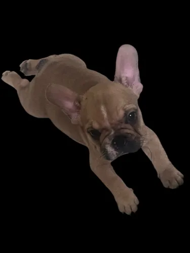 comprar Bulldog Francés  Macho Color Honey Beige Listo Entrega Guaya