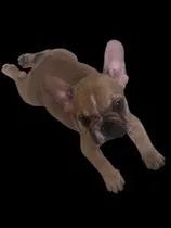 Comprar Bulldog Francés  Macho Color Honey Beige Listo Entrega Guaya