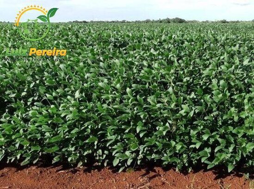 Imagem 1 de 11 de Fazenda À Venda No Vale Do Araguaia - To - 1.108 Hectares (dupla Aptidão) - 2101