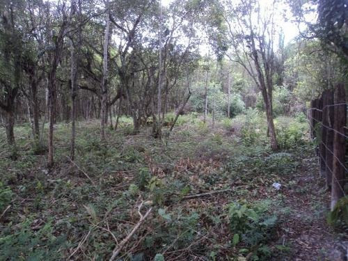 Lote No Litoral Sul, Com 1400 M², Em Itanhaém/sp 6602-pc