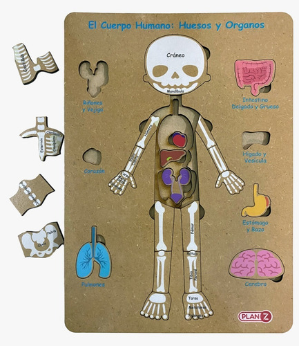 Imagen 3 de 10 de Juego Didactico Encastre Madera Cuerpo Humano Infantil Niño