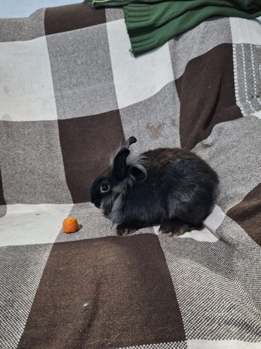 Mini Coelho Branco Bege