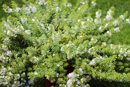 Mioporo Parvifolium Mioporo Rastrero Cubresuelo Planta Flor