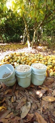 Cacao En Pasta Artesanal Pergal