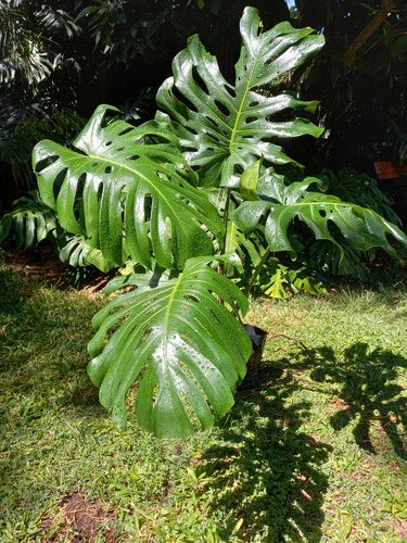 Monstera Deliciosa Grande Altura 1.10mts 4 Hojas