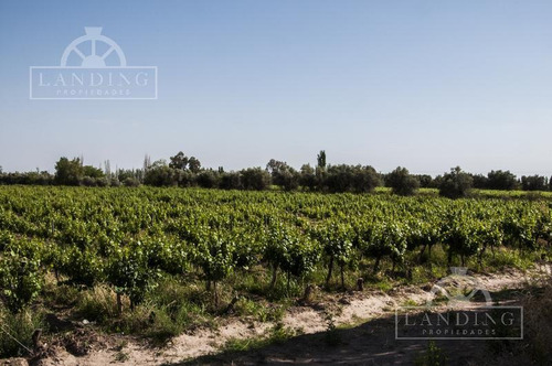 Imagen 11 de 12 de Campo - Finca Productiva De Primer Nivel En Medrano - 80 Has