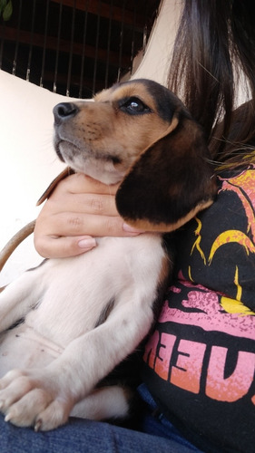 Cachorras Beagles Tricolor 