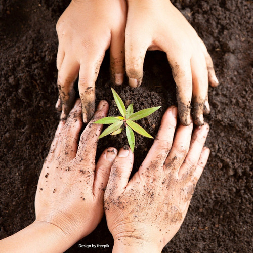 Imagen 3 de 4 de Biobizz Bio Grow Fertilizante Vegetativo 250 Ml