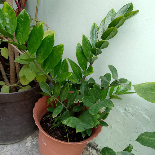 Planta Millonaria Zamioculca