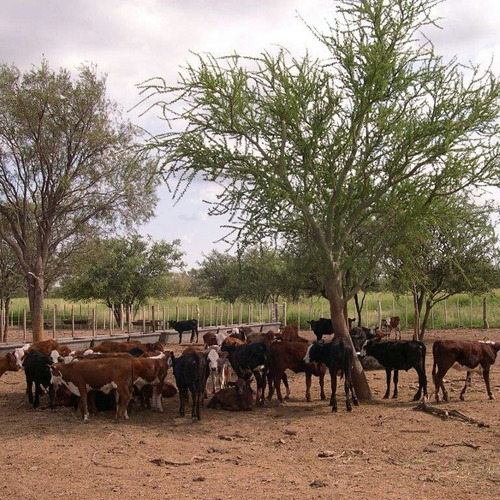 Imagen 3 de 13 de Campo Ganadero 4.300 Has ( San Francisco Del Chañar. Cba )