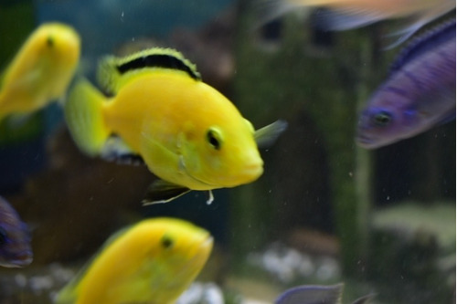 Ciclidos Áfricano Limón Adulto Puro. Labidochromis Caeruleus