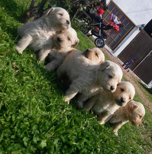 Golden Puros Elegilo, Criadero Golden Retriever Argentina