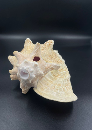 4 Caracolas De Mar Ceremonial, Con Perforacion Para Sonido