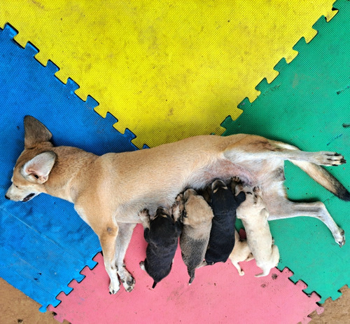 Adopta Cachorros