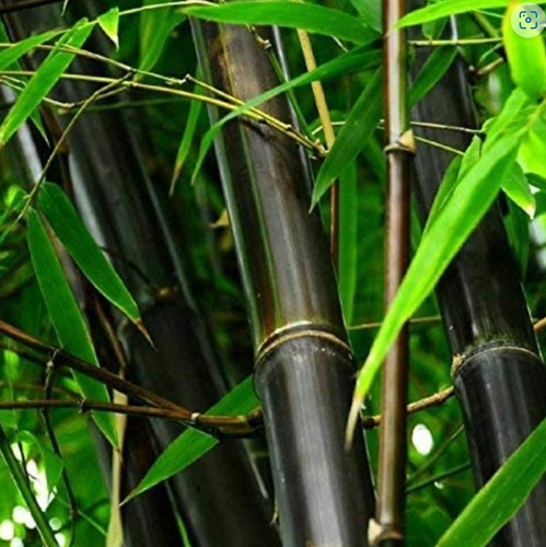 600 Semillas De Bambu Negro  ( Phyllostachys )