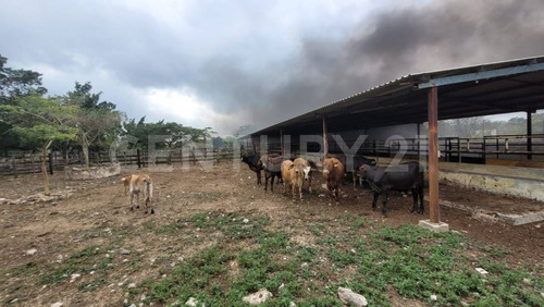Rancho En Venta En Kinchil Yucatán