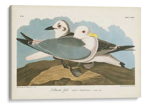 Canvas Lab Cuadro Pl 224 Kittiwake Gaviota 195x130