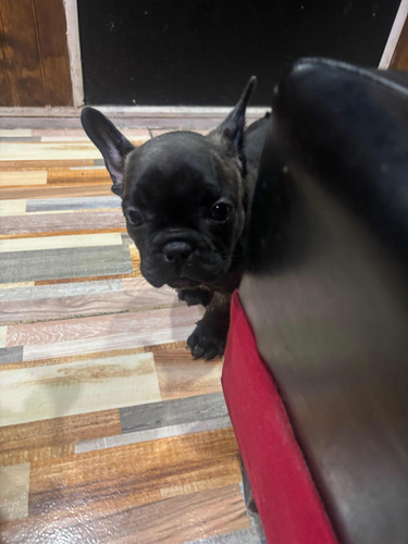 Bulldog Francés Hembra