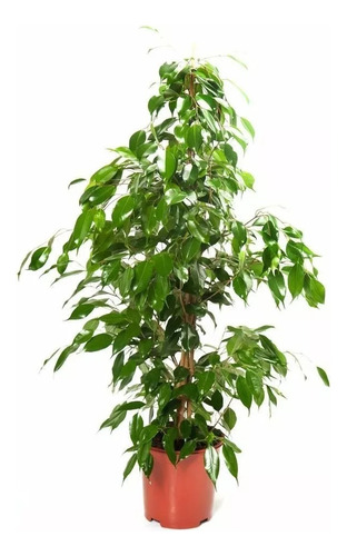 Ficus Benjamina, Ficus Disciplinado, Matapalo, E15