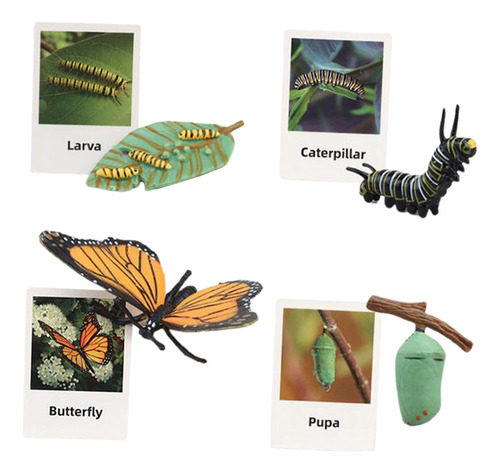 Ciclo De Vida Juguete Educativo, Figuras De Ciclo Mariposa