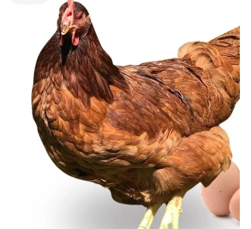 Ovos Mistos, Poedeira, Pescoço Pelado E Caipira Gaucha