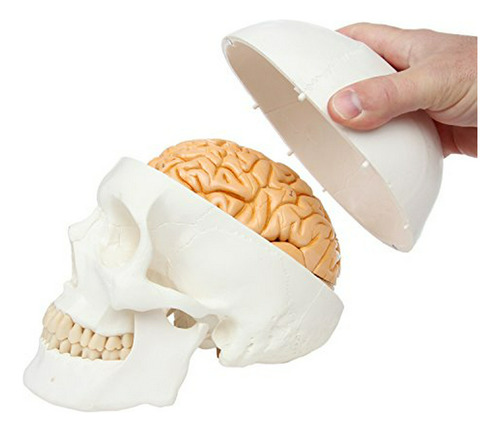 Modelo Cráneo Humano + Cerebro, Realista, Tamaño Natural - .