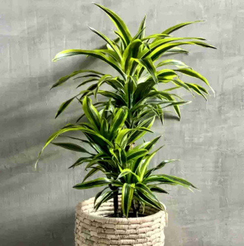 Bambuzinho Da Sorte Variegata P17