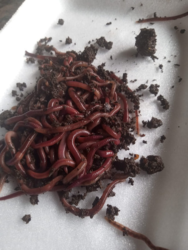 200 Minhoca Violetas Do Himalaia P/ Composteiras.