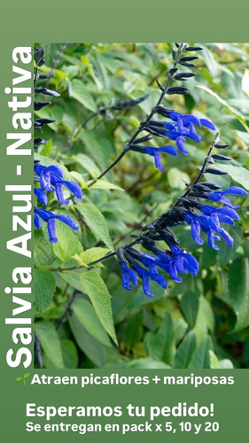 Planta Salvia Azul - Nativa - Ideal P/atraer Colibríes Azul